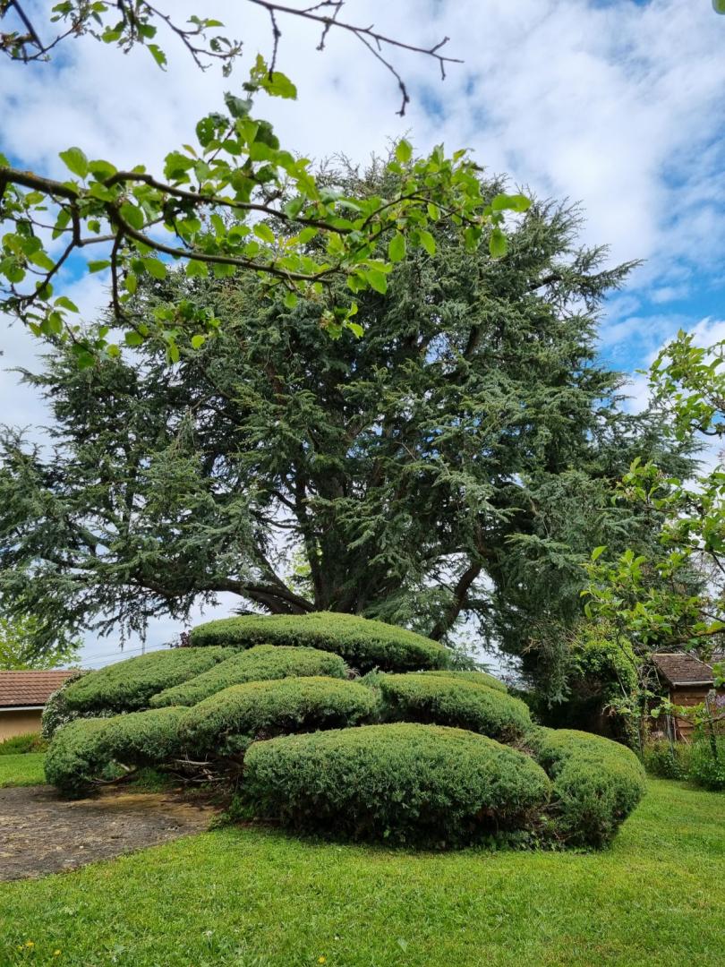 Entreprise taille haie Saint-Genis-Laval