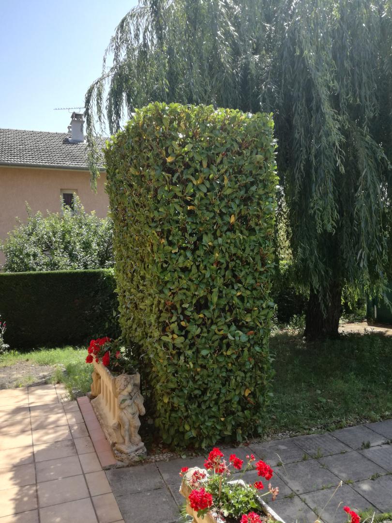 Service taille haie Saint-Genis-Laval