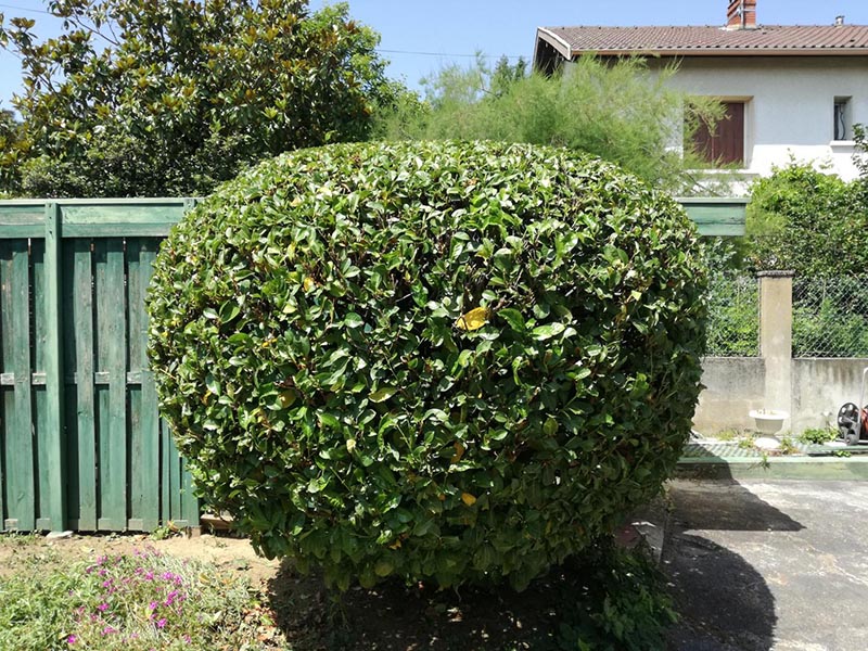 Service taille haie Saint-Genis-Laval